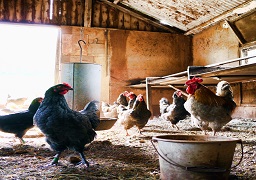 Agricultural Services