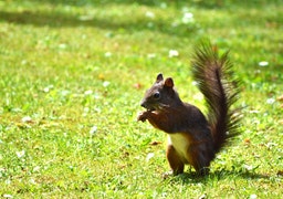 Wildlife Services
